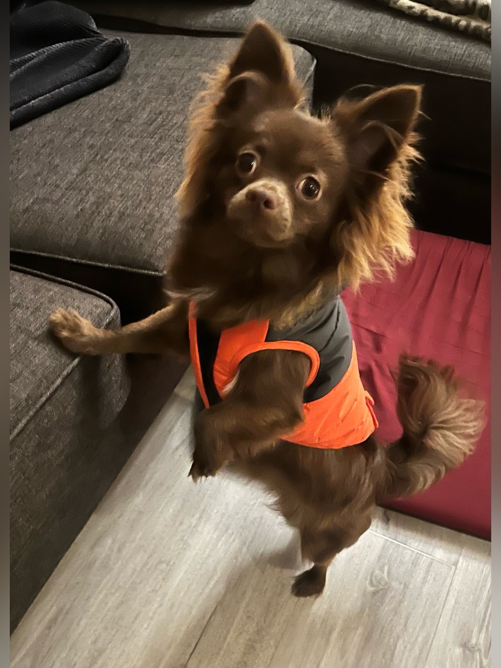 Small dog- North Fetch faux-fur puffer winter jackets -XS orange/black